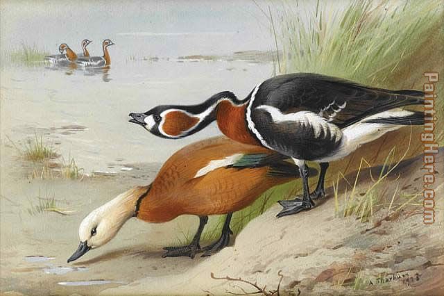 Ruddy Shelduck and Red Breasted Goose